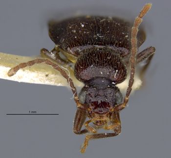 Media type: image;   Entomology 6259 Aspect: head frontal view